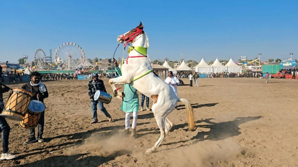 Sarangkheda horse market sees turnover of Rs 3 crore in 10 days