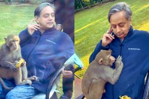 Monkey hugs Shashi Tharoor, falls asleep on his lap