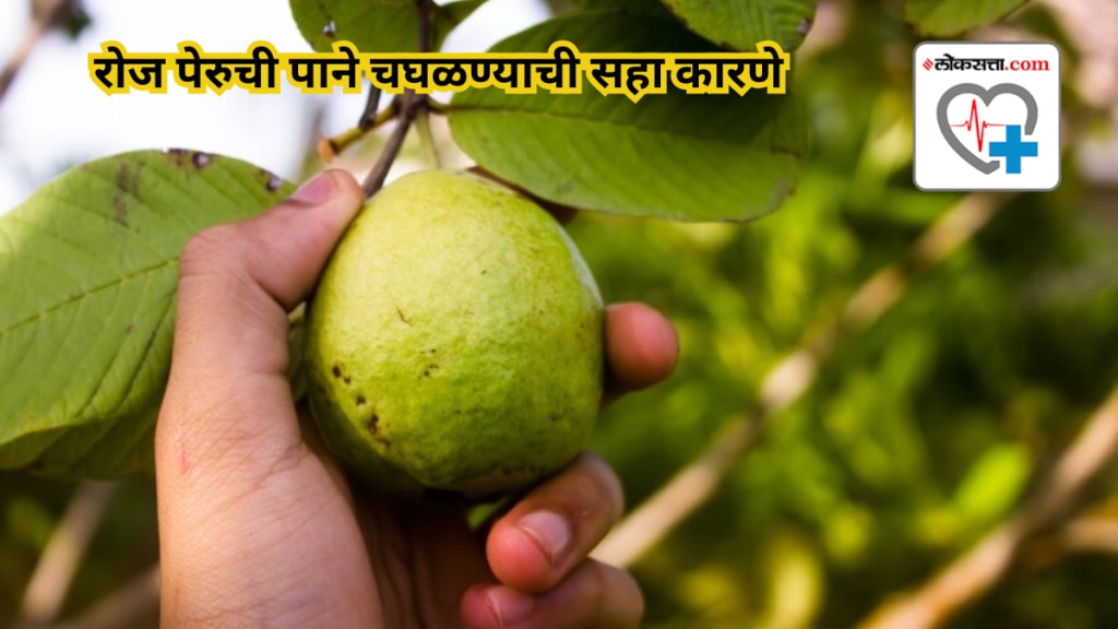 Six reasons to start chewing guava leaves every day