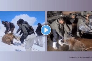 Snowy rescue Indian Army frees Himalayan brown bear cub trapped in tin can wins