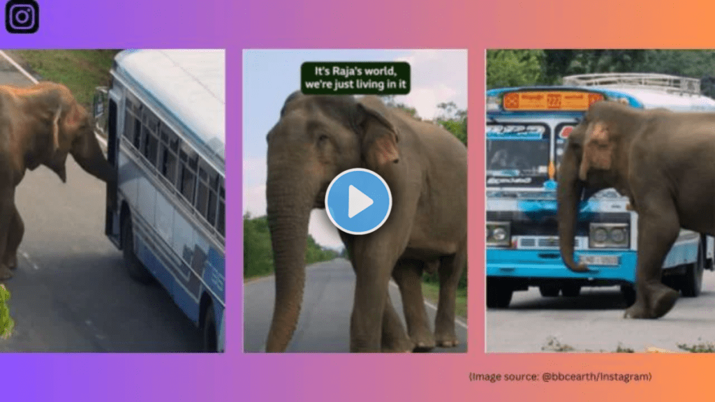 Sri Lankan elephant famous for collecting road tax Corruption in animal government