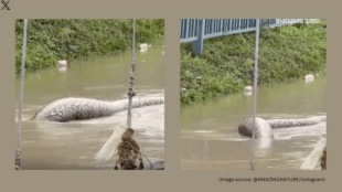 Thailand floods Giant reticulated python spotted in floodwater after eating a dog chilling video goes viral