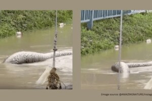 Thailand floods Giant reticulated python spotted in floodwater after eating a dog chilling video goes viral