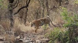 Tiger Travel : टी-२२ च्या बछड्याचा ५०० किलोमीटर प्रवास… यवतमाळचा वाघ धाराशिव, सोलापूरात कसा आला?