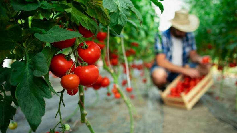 Tomatoes need plenty of sunlight at least 6 to 8 hours a day