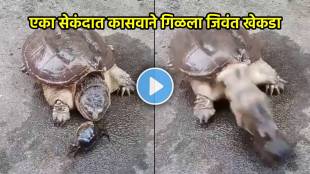 Turtle eats live crab video viral