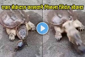 Turtle eats live crab video viral