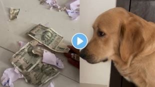 viral video Dog tore 500 rupees notes