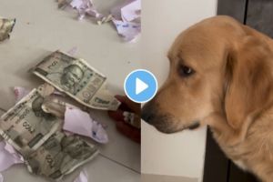 viral video Dog tore 500 rupees notes