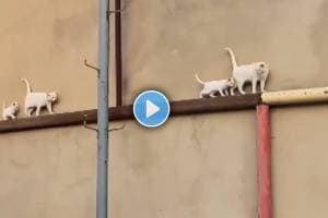 Viral Video Of Cat And Her Little kitten