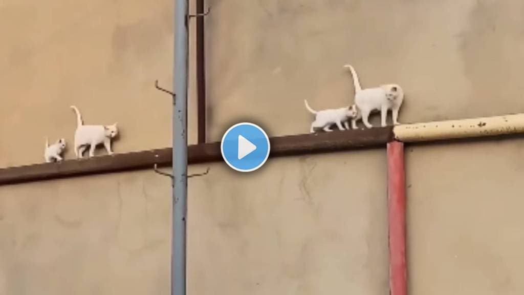 Viral Video Of Cat And Her Little kitten