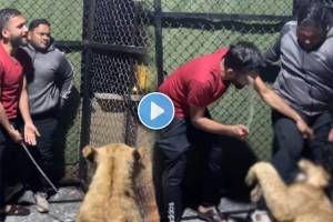 Viral Video Shows lion gripping a mans limbs