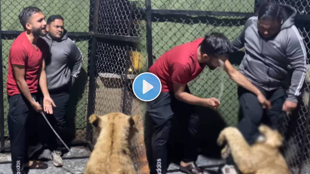 Viral Video Shows lion gripping a mans limbs