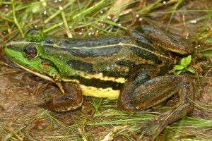 frog Sindhudurg, new species of frog, Sindhudurg,