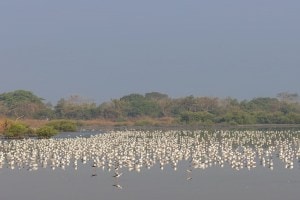 Thane Lake, Thane Lake wetland Survey,