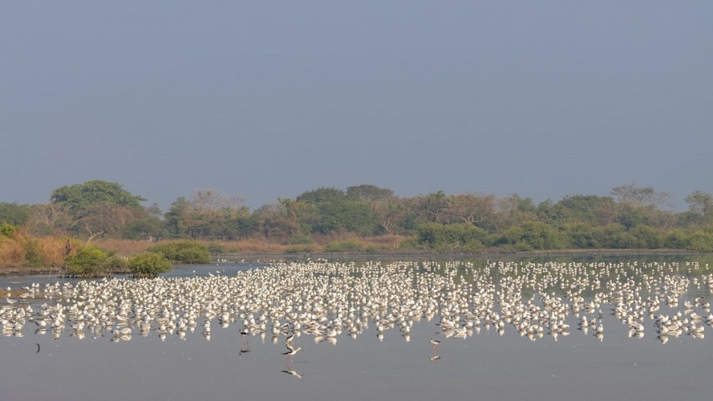 Thane Lake, Thane Lake wetland Survey,