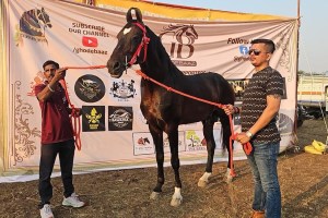 Chetak Festival, Horse Sarangkheda Chetak Festival,