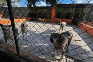 animal shelter requirements the importance of animal shelters