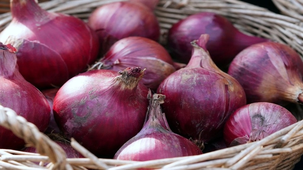 Onion Rate Solapur, Solapur Agricultural Produce Market Committee , Solapur onion, Solapur onion news,