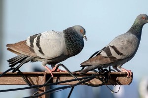 Pune Pigeon grain, Pune Pigeon,