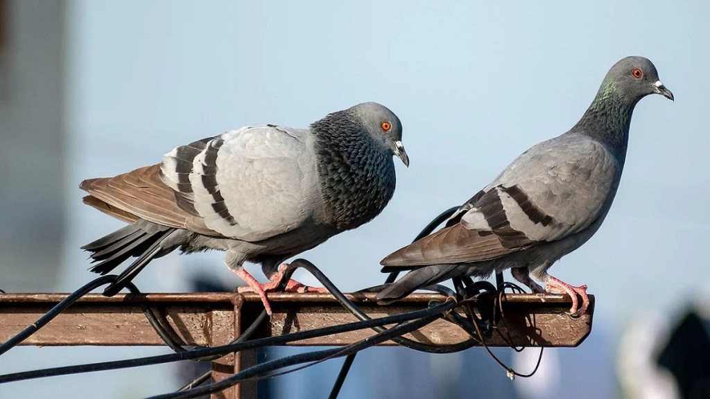 Pune Pigeon grain, Pune Pigeon,