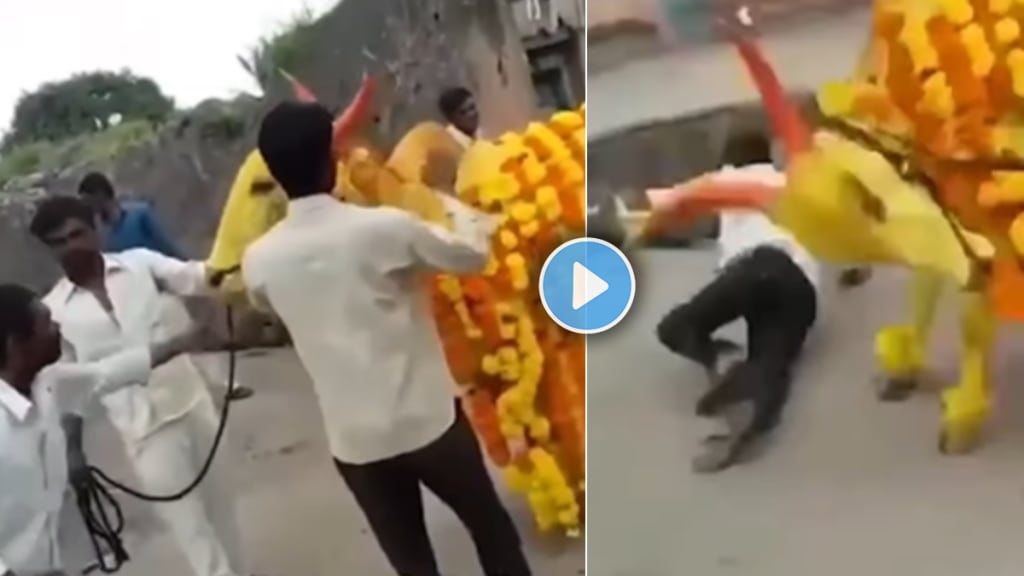 Bull attacked a person while he was dancing in front of him viral video on social media