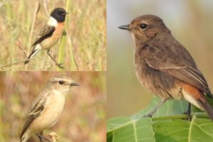 bush migratory birds have made their presence