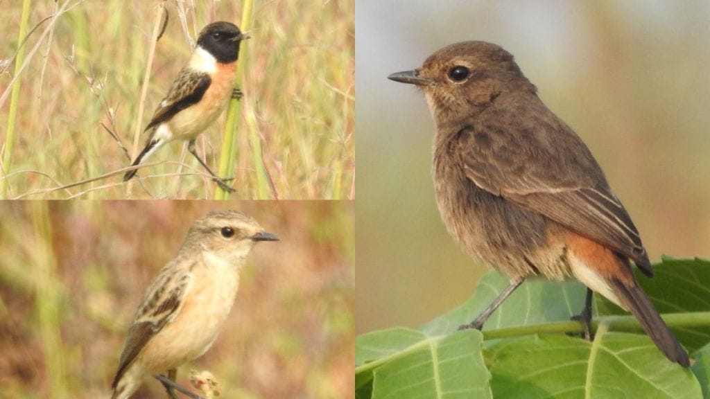 bush migratory birds have made their presence