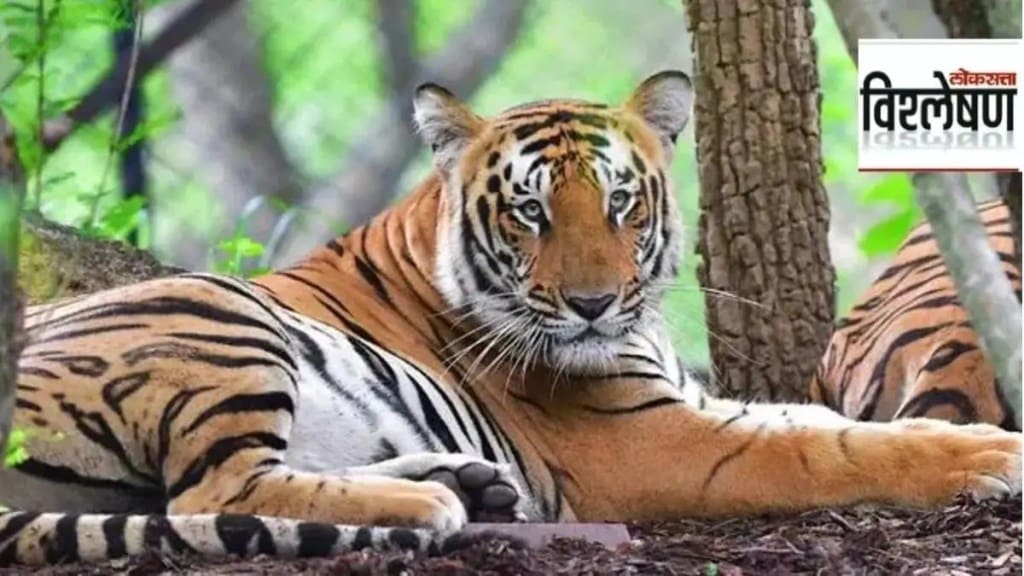 discrepancy in tiger death statistics