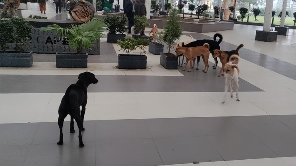 Nagpur airport dogs