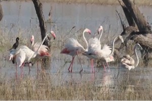 lonar lake flamingos marathi news