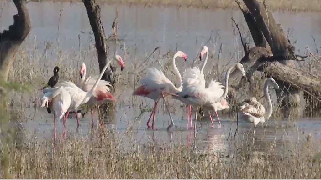 lonar lake flamingos marathi news