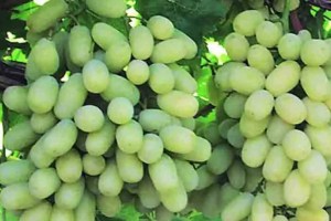 Maharashtra grape cultivation