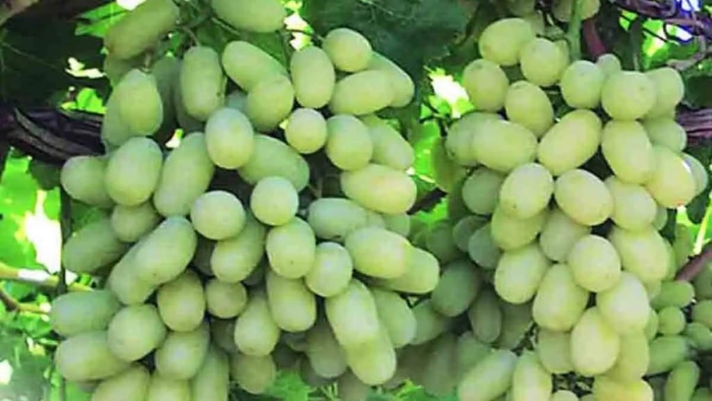 Maharashtra grape cultivation