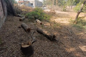 bhandara tree cut