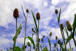 Solapur jowar crops loksatta news