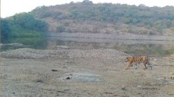 Solapur Tiger News : ५० वर्षांनी सोलापुरात व्याघ्रदर्शन; शेतकऱ्यांमध्ये दहशत