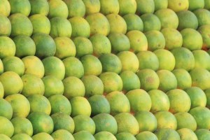 sweet lime orchards hit in Chhatrapati sambhajinagar