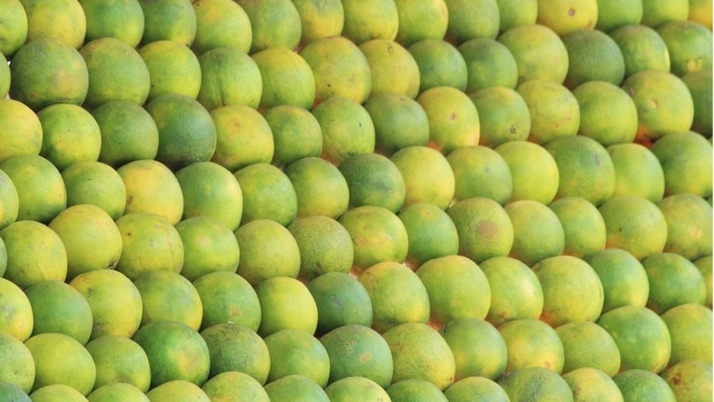 sweet lime orchards hit in Chhatrapati sambhajinagar