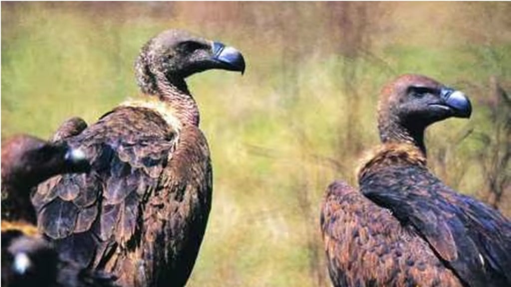 vulture conservation center nashik