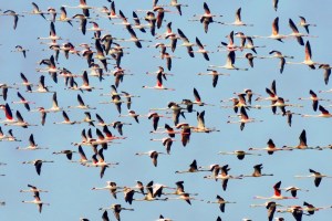 uran panje flamingos