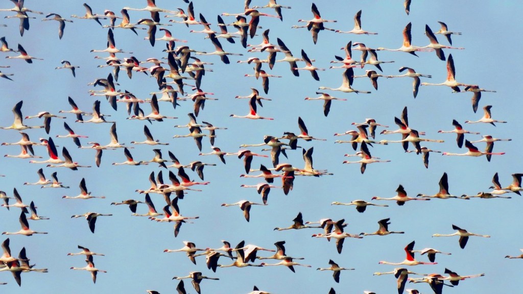 uran panje flamingos