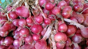 onion prices loksatta news