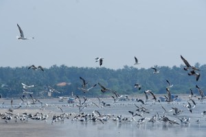 seagulls Sindhudurg loksatta news