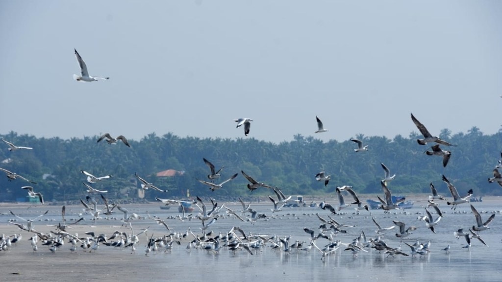 seagulls Sindhudurg loksatta news