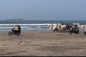 bullock cart race