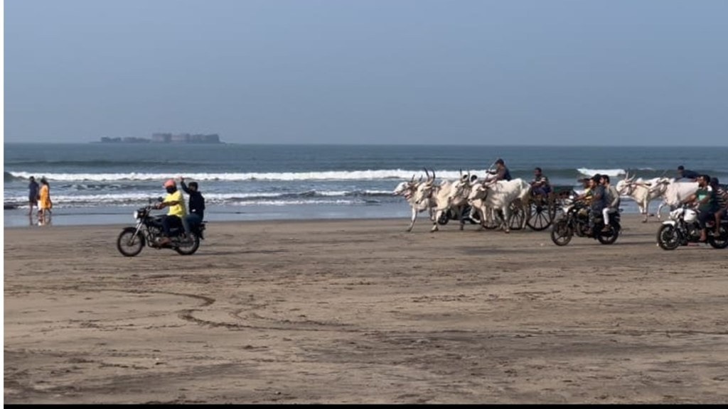 bullock cart race