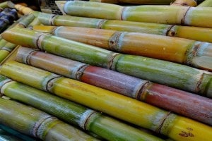 sangli 144 ton sugarcane production