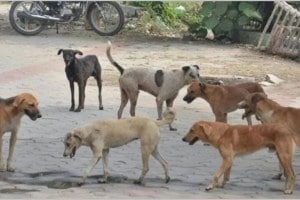 stray dogs attack on small boy