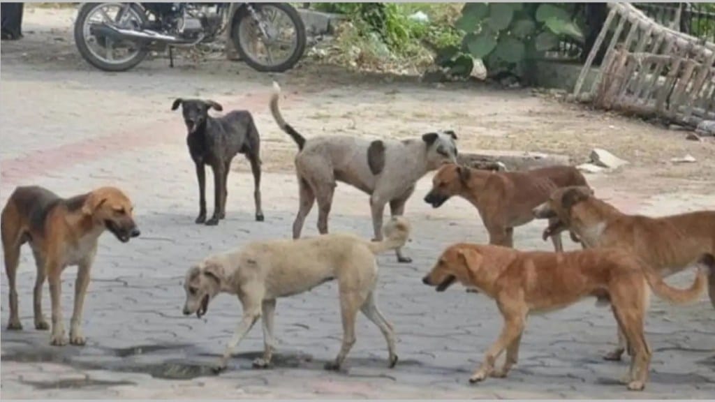 stray dogs attack on small boy